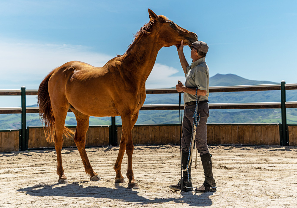 Importanza della Relazione Uomo Cavallo